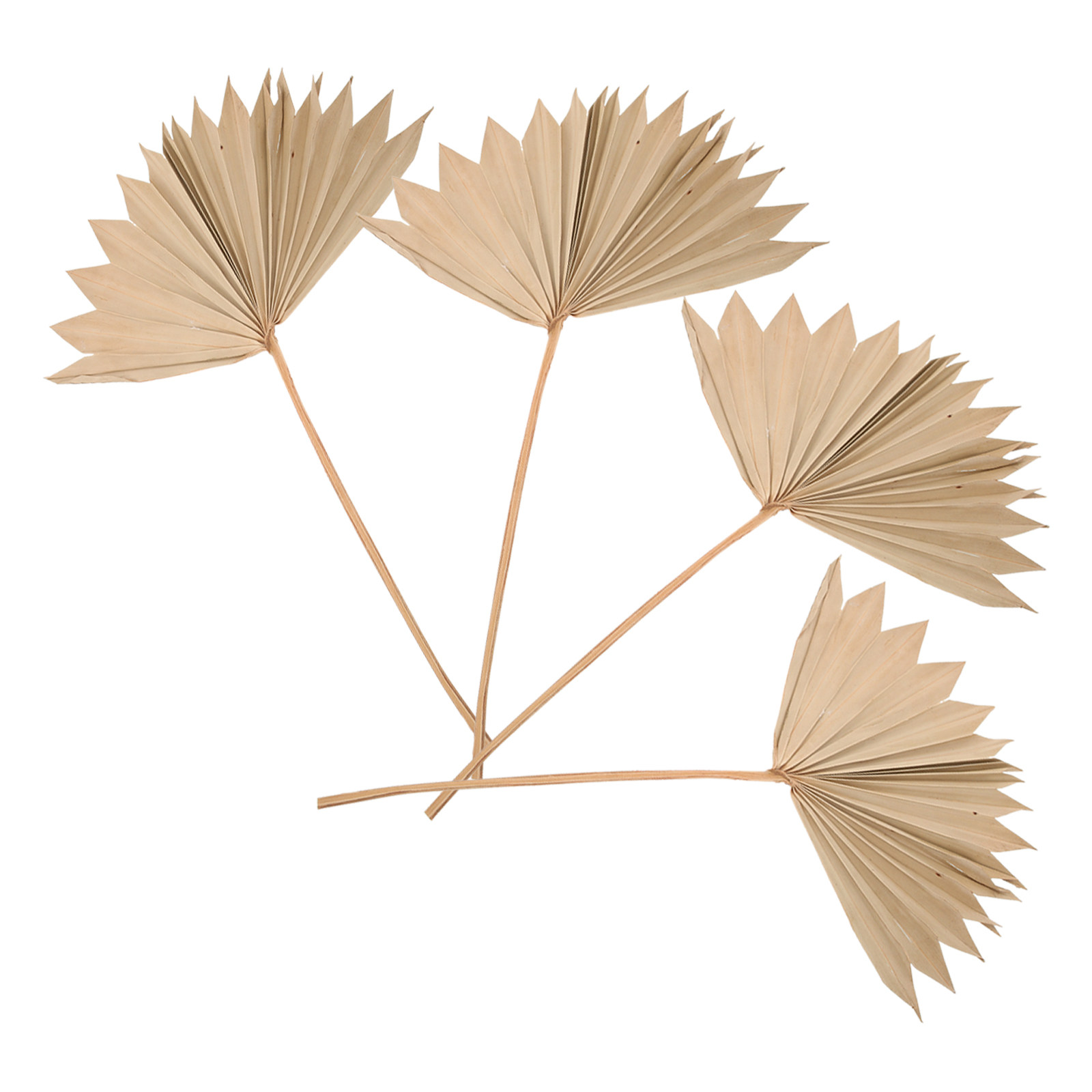 Palm Leaf Dried - 4 sztuki suszonych liści palmowych jako