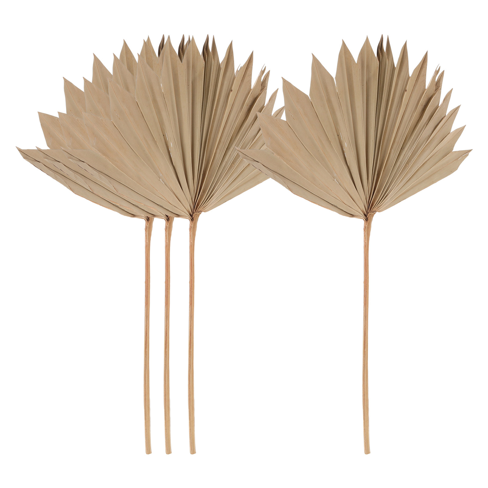 Palm Leaf Dried - 4 sztuki suszonych liści palmowych –