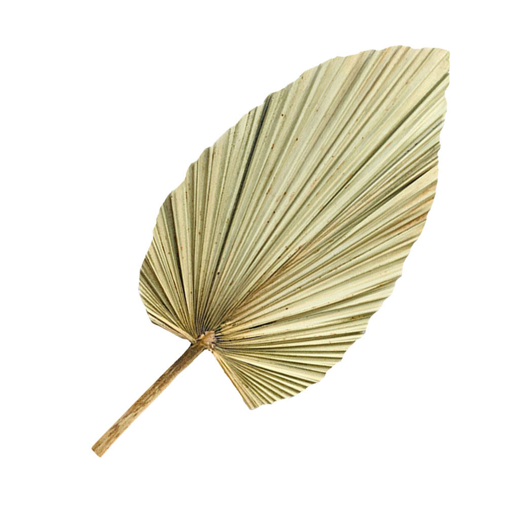 1 szt. Naturalny suszony liść  – Palm Leaf Dried recenzja i cena