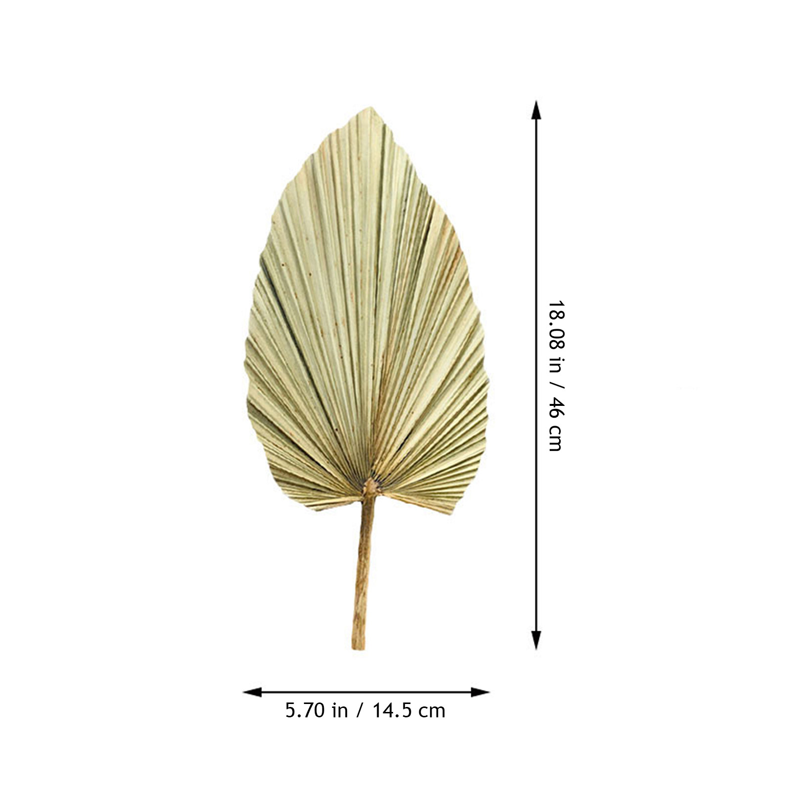 1 szt. Naturalne suszone liści – Palm Leaf Dried recenzja i cena