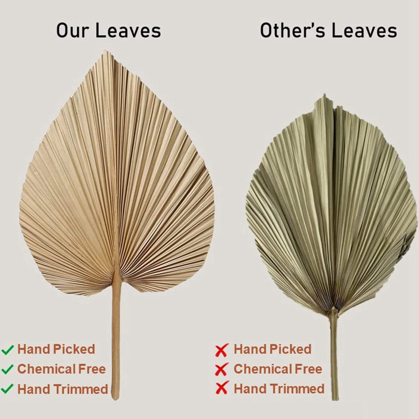 AT02-8 Sztuk Naturalnych Suszo – Palm Leaf Dried recenzja i cena