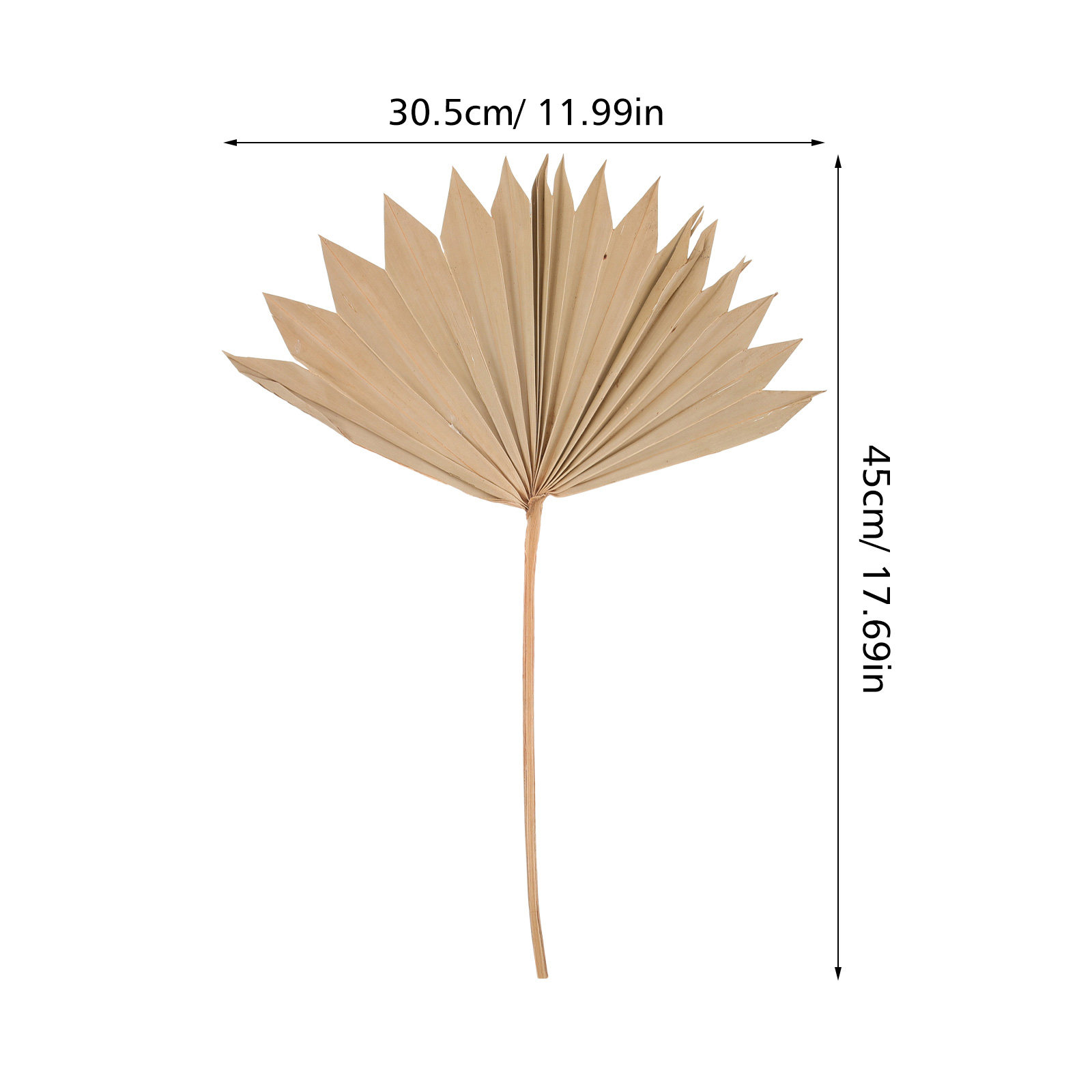 4 sztuki suszonych liści palmo – Palm Leaf Dried recenzja i cena